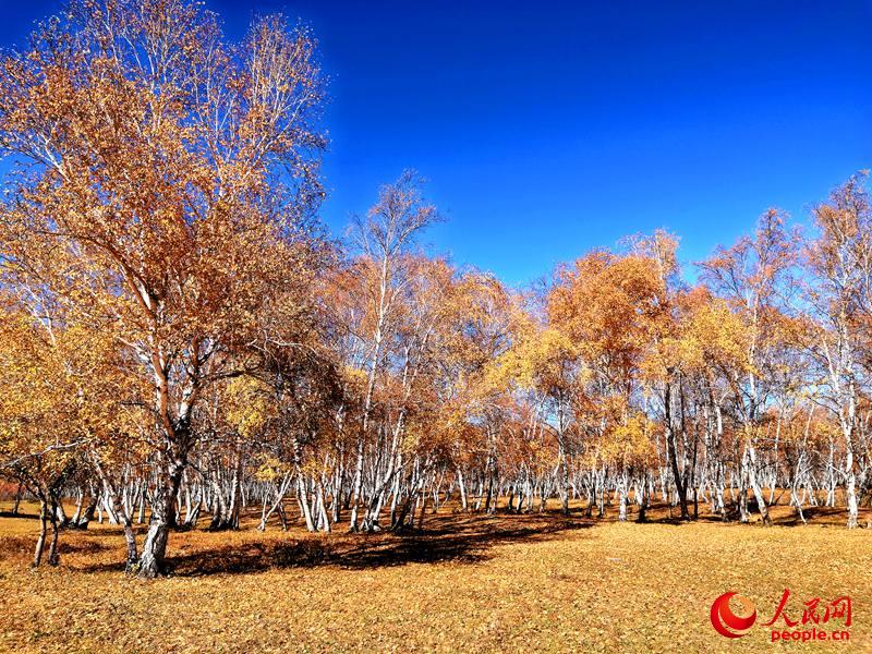 西乌旗白桦林：一叶知秋，让草原的秋天更加绚丽多彩（高清）