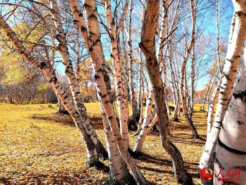 西乌旗白桦林：一叶知秋，让草原的秋天更加绚丽多彩（高清）【2】