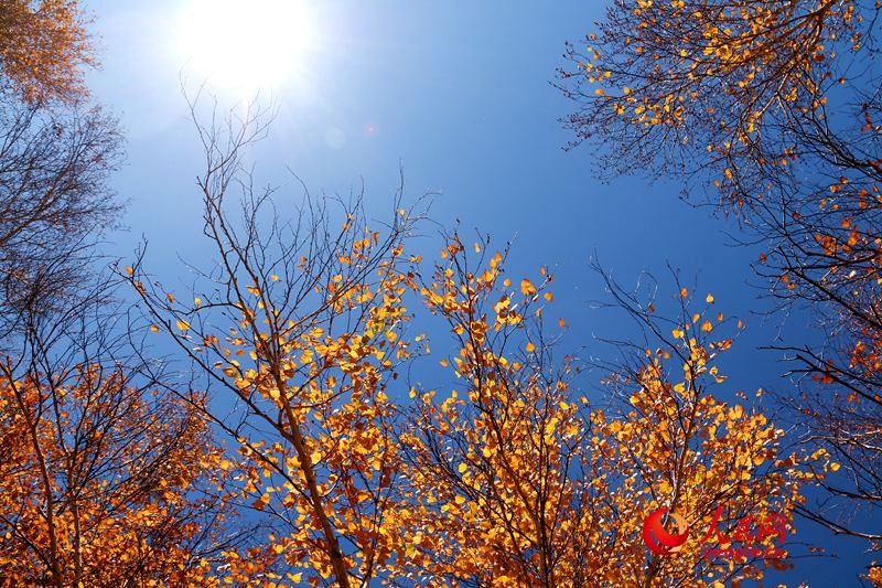 西乌旗白桦林：一叶知秋，让草原的秋天更加绚丽多彩（高清）【8】