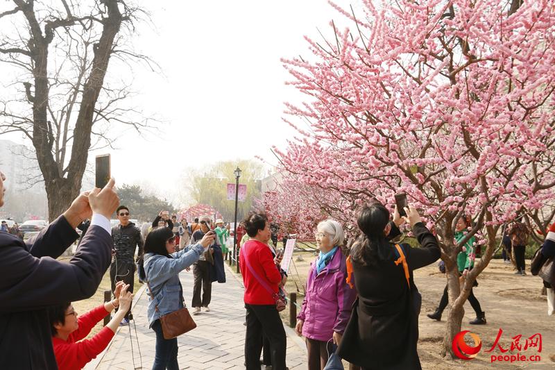 众多游客在城墙外观赏梅花并拍照留念。（人民网 杨僧宇摄）