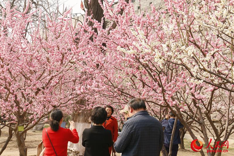 在开满梅花的树下，游客争相拍照留念。（人民网 杨僧宇摄）