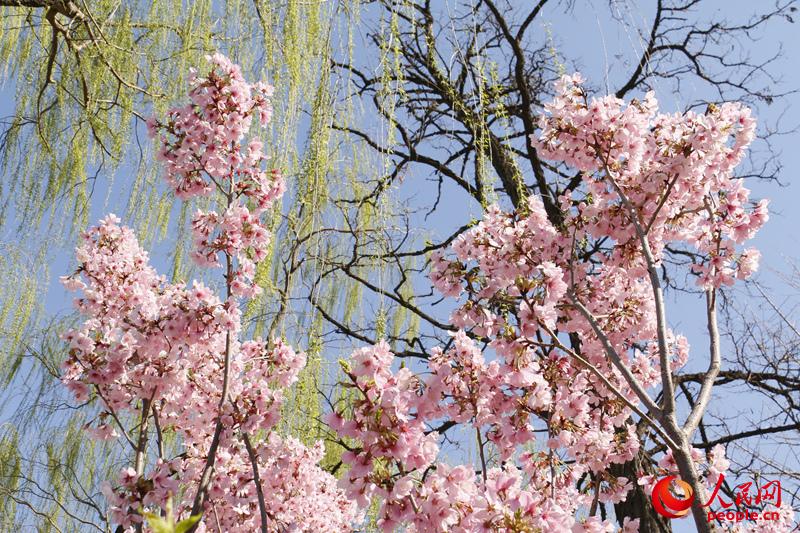 粉嫩的樱花花瓣点缀在蓝天绿柳之间。（人民网 杨僧宇摄）