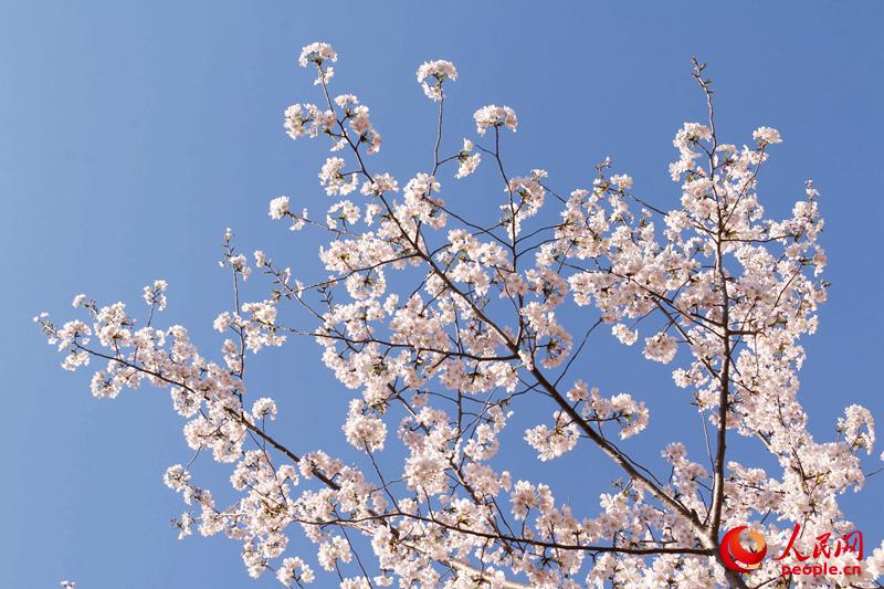 洁白的樱花在晴朗的蓝空中摇曳。（人民网 杨僧宇摄）