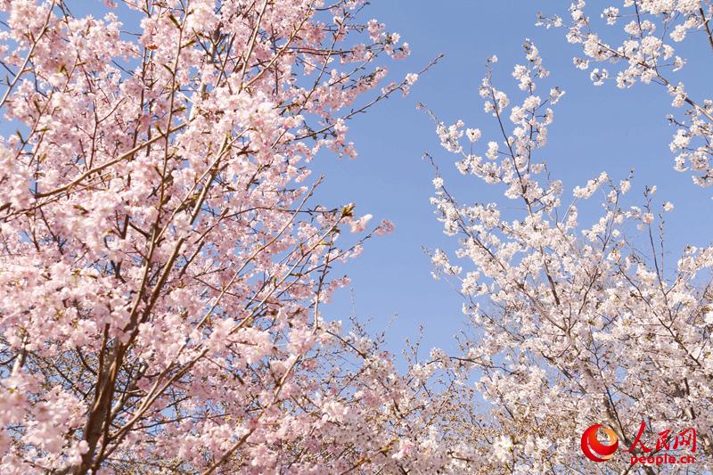 一簇簇绯红、洁白的樱花烂漫盛开，开出玉渊潭的春天。（人民网 杨僧宇摄）
