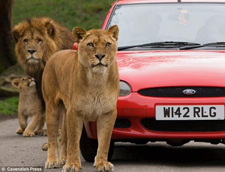 英国野生动物园自驾车观光惨遭狮群围攻 (2)
