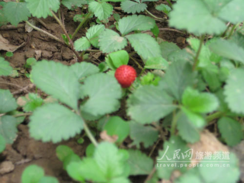 组图:雁栖湖游乐园里的小草莓--人民网旅游频道