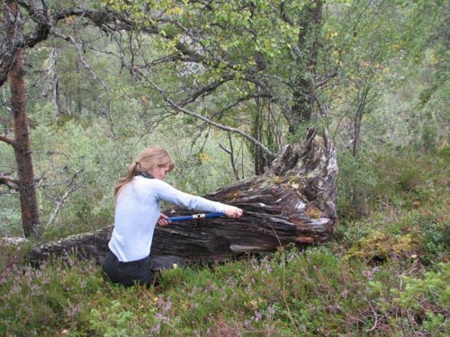 图:挪威发现松树木乃伊 死亡近500年不腐--人