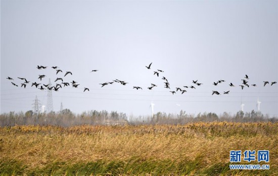 （环境）（3）七里海湿地迎候鸟迁徙季