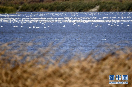 （环境）（2）七里海湿地迎候鸟迁徙季